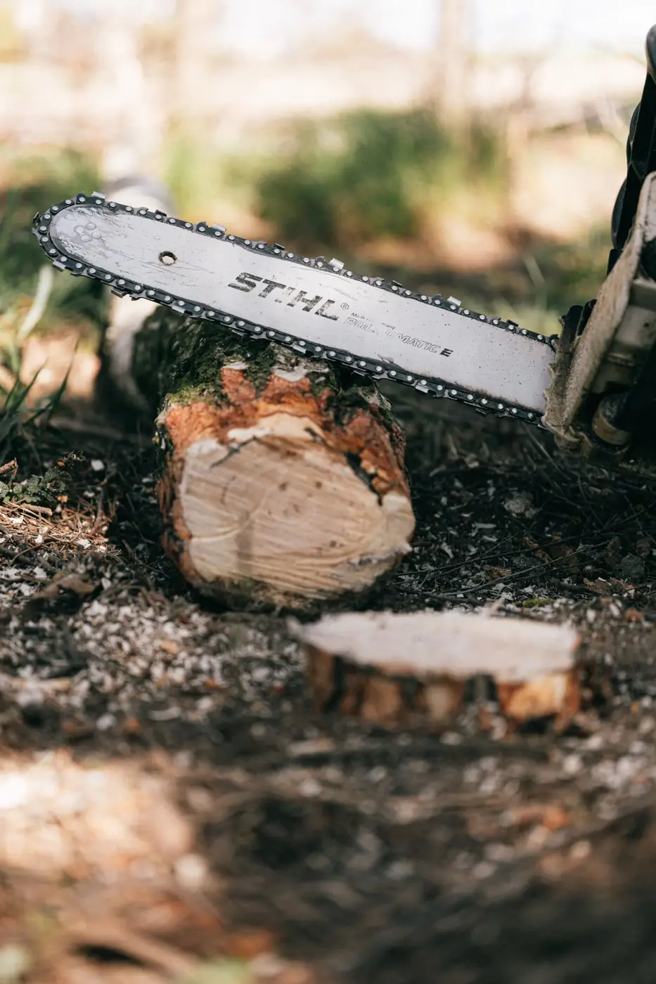 Chainsaw cutting a felled tree trunk into logs – tree removal service for Morris Township, NJ properties