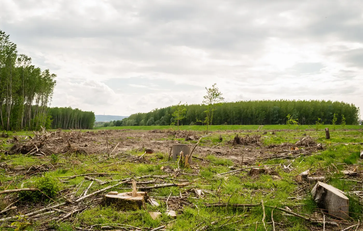 Cleared land with brush and tree stumps ready for stump grinding