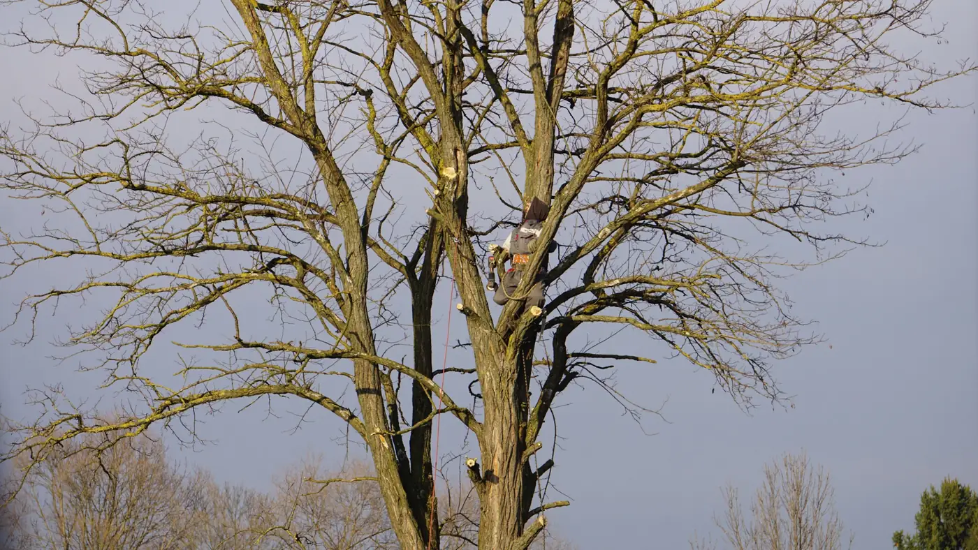 Climber cutting branches high in a large tree during a tree removal – tree removal service for Mountain Lakes, NJ properties