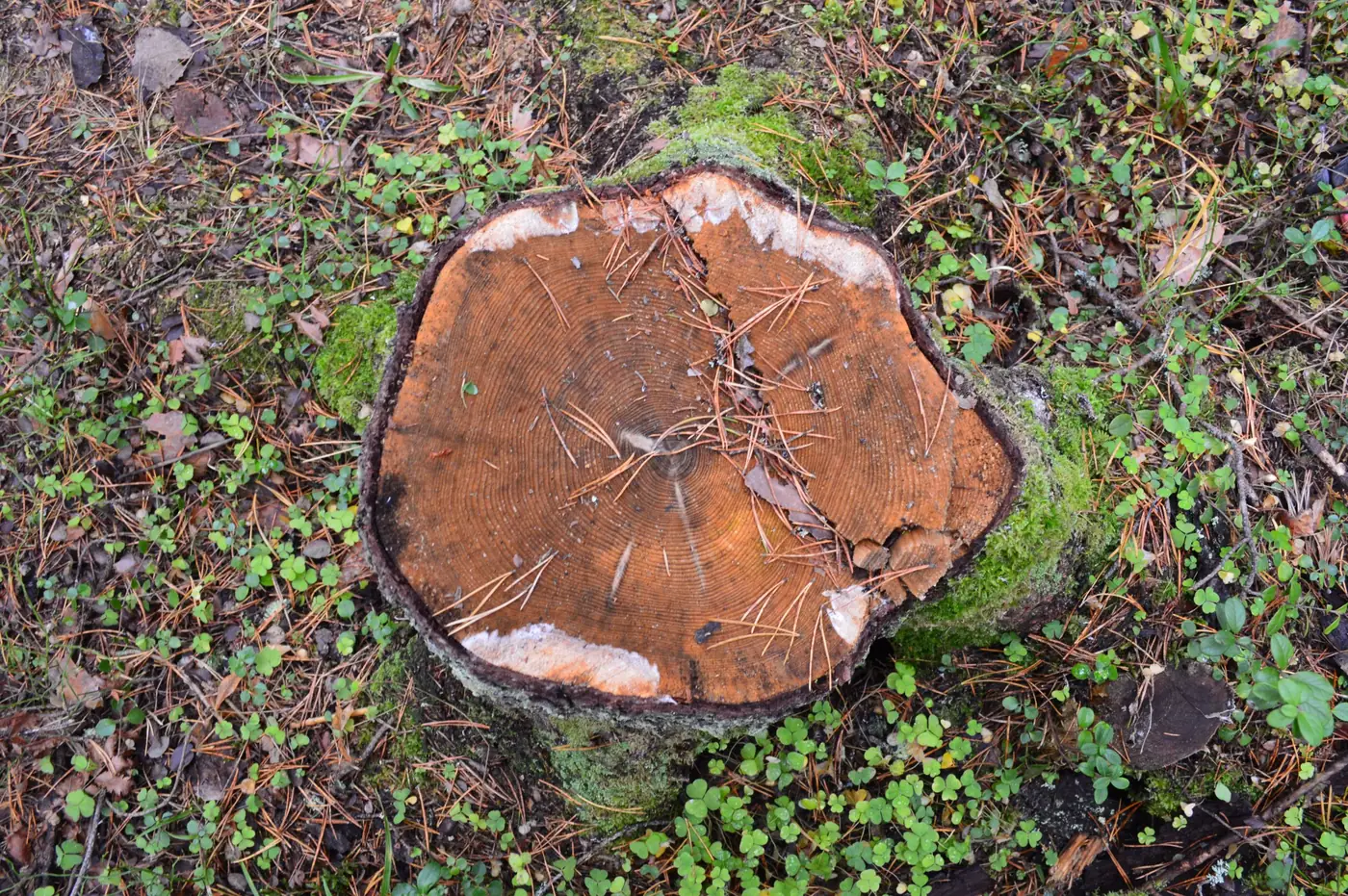 Freshly cut tree stump seen from above before grinding