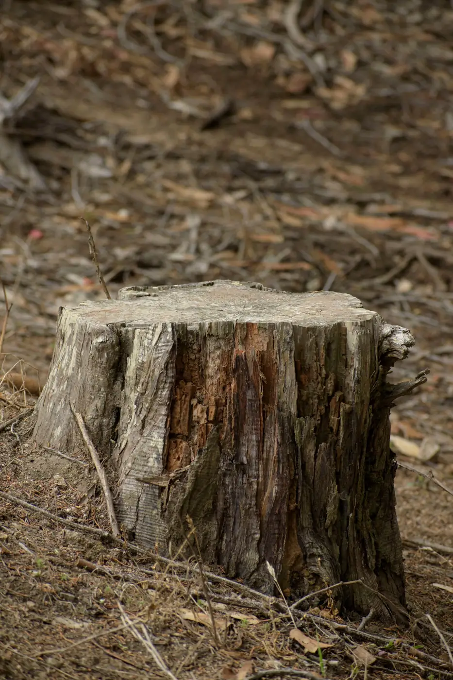 Decaying tree stump left after an old tree removal