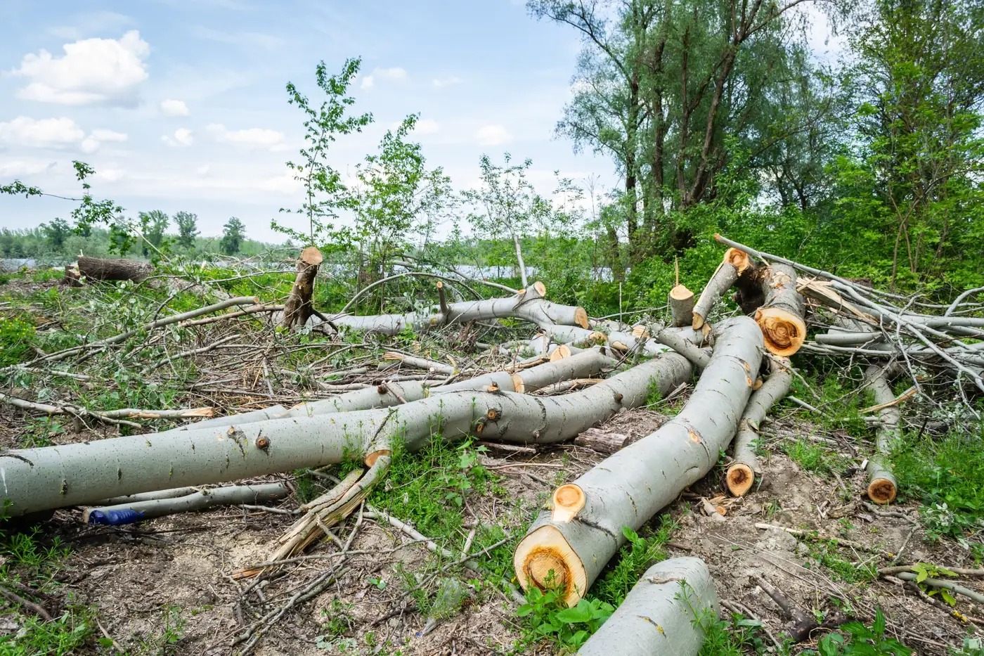 Felled trees cut into logs during lot clearing – tree removal service for Harding, NJ properties