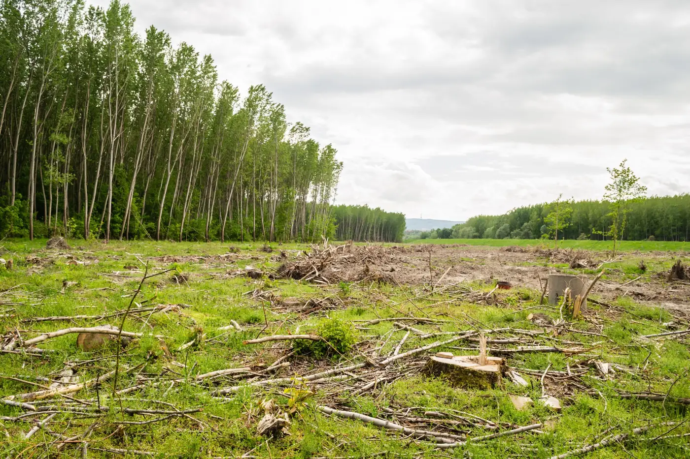 Wooded lot after land clearing, with stumps and brush piles
