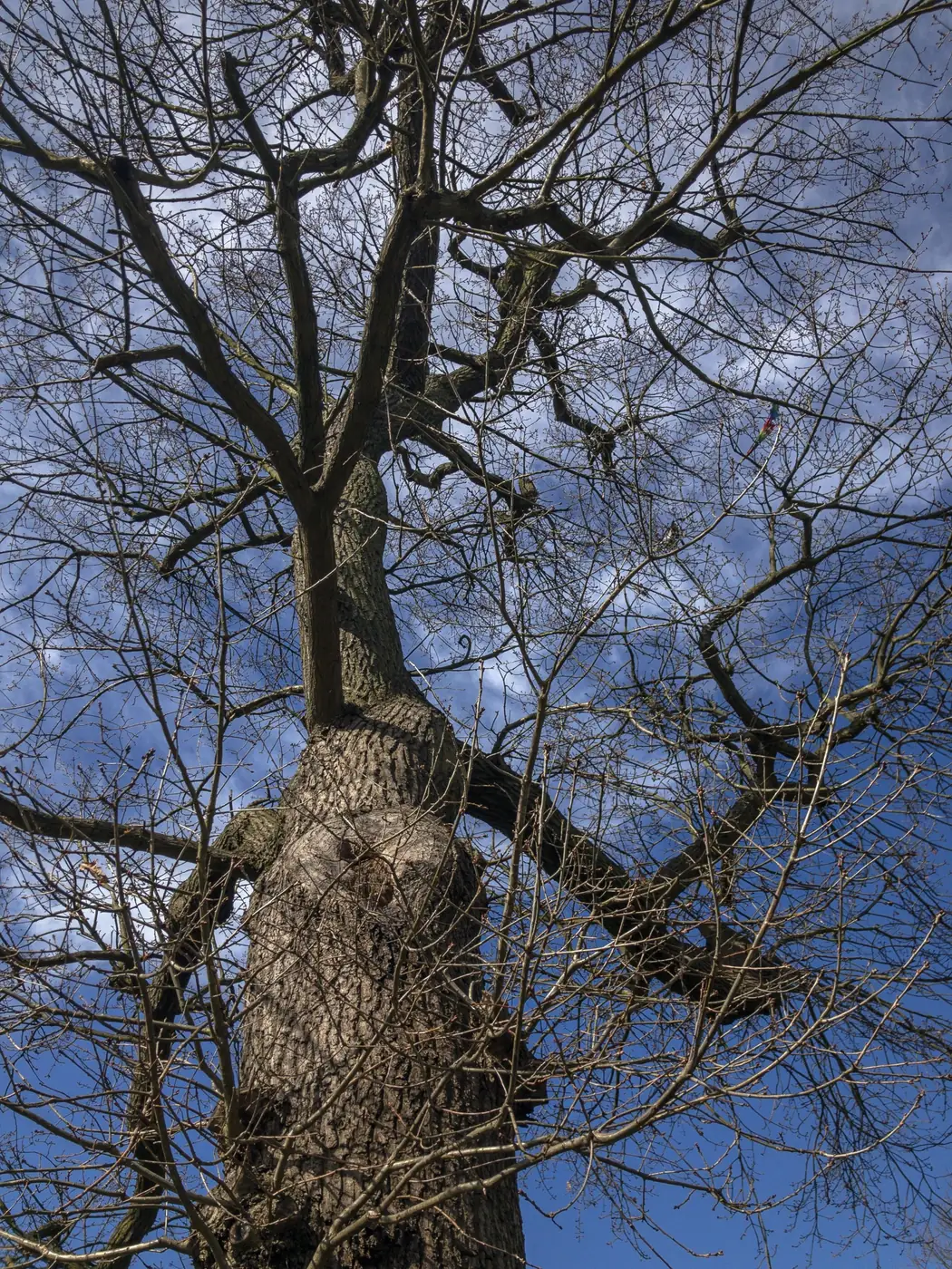 Large mature tree with heavy limbs that may need a hazardous tree assessment – tree removal service for Mendham, NJ properties