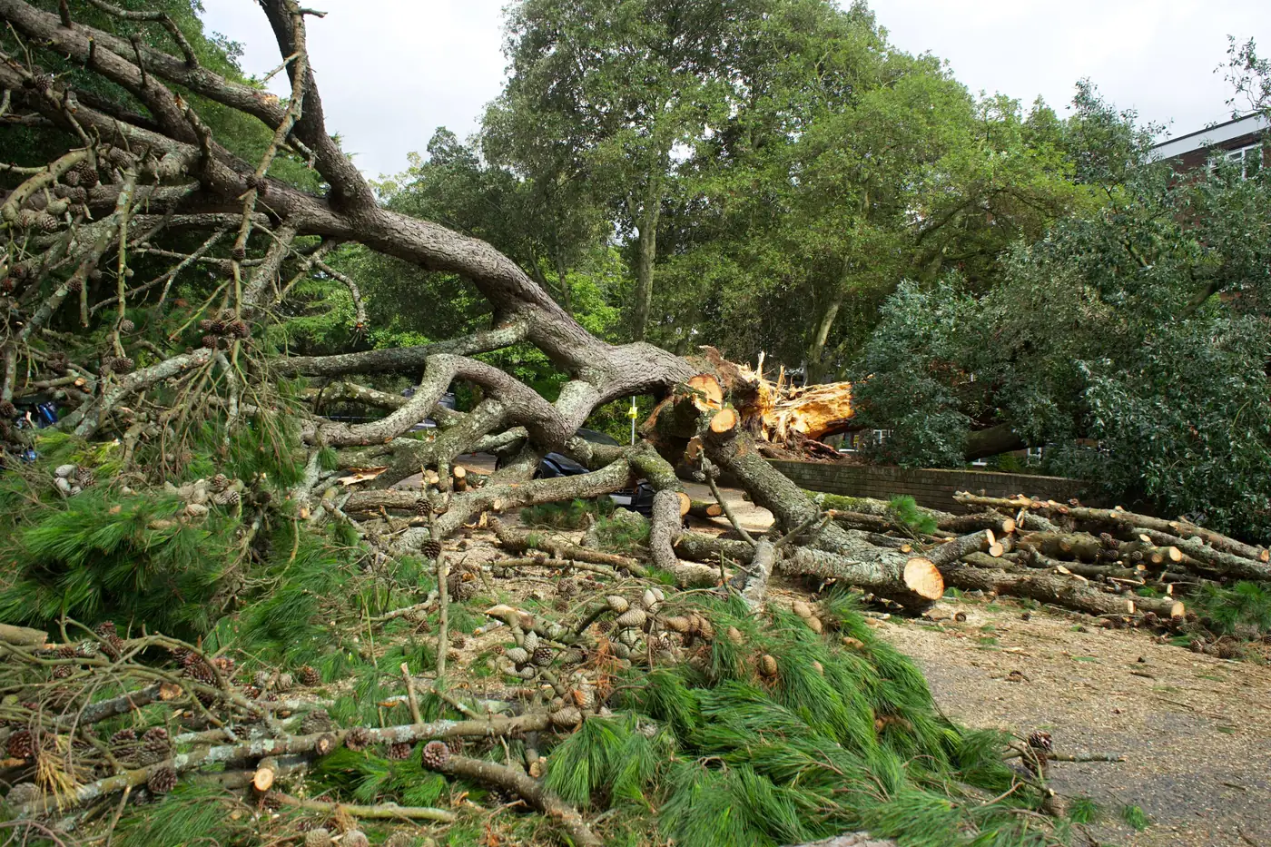 Large pine tree uprooted by a storm and cut into sections for emergency removal – tree removal service for Pequannock, NJ properties